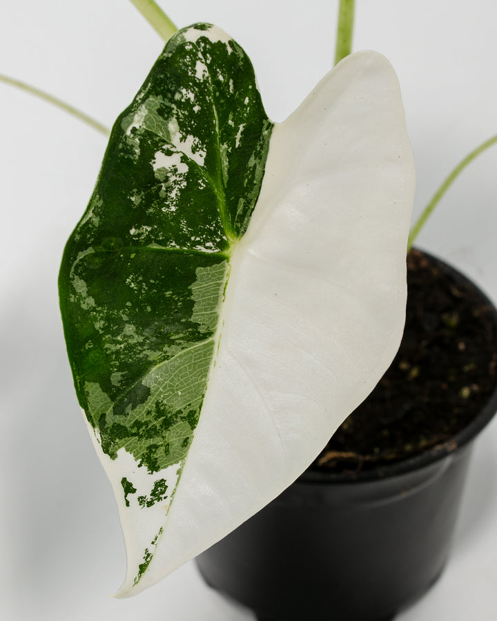 Close-up detail of Alocasia Frydek Variegated foliage showing contrasting variegation between leaves: one predominantly green with white splatter, one predominantly white with green splatter markings.