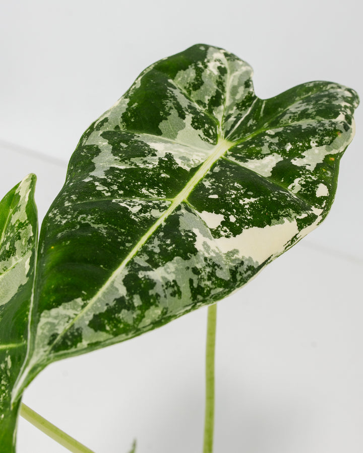 Macro detail of Alocasia Frydek Variegated heart-shaped leaf showing intricate white and green mottled variegation pattern with prominent pale midvein and fine textured surface.