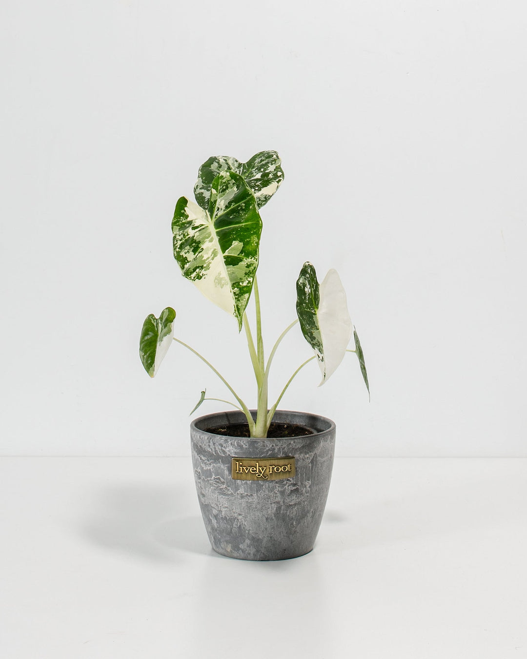 Elegant Alocasia Frydek Variegated in 4-inch grey concrete-textured ceramic pot with white and green mottled foliage, perfect for contemporary plant collections.