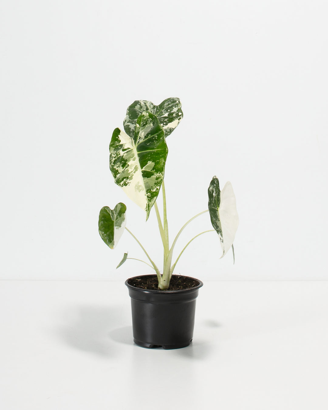 Alocasia Frydek Variegated specimen in 4-inch black nursery pot displaying multiple healthy heart-shaped leaves with white-splattered green variegation and visible petiole structure.