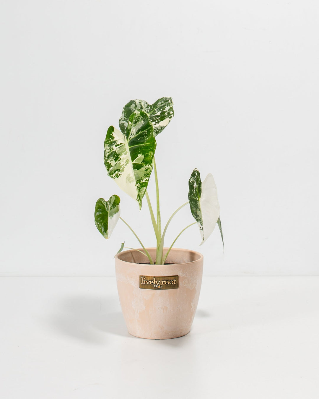 Variegated Alocasia Frydek in 4-inch maca-colored ceramic pot with Lively Root branding, showcasing striking white-mottled green heart-shaped foliage and pale petioles.