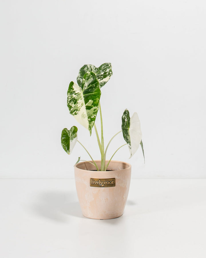 Variegated Alocasia Frydek in 4-inch maca-colored ceramic pot with Lively Root branding, showcasing striking white-mottled green heart-shaped foliage and pale petioles.
