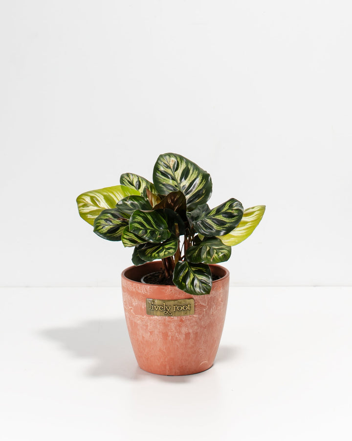 A small, 4-inch Peacock Plant (Calathea makoyana) displaying its uniquely patterned green and cream leaves with dark green, feather-like oval markings. The plant is potted in a textured, terracotta-colored ceramic planter featuring a small, rectangular gold "Lively Root" brand plate on the front, set against a solid white background.