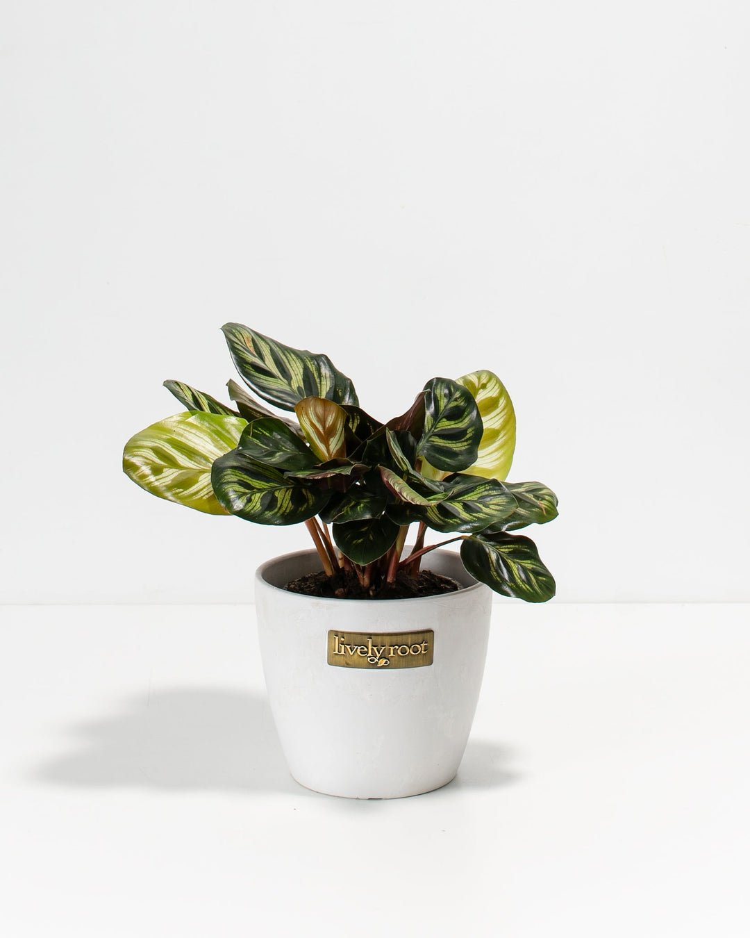 A small, 4-inch Peacock Plant (Calathea makoyana) featuring patterned green and cream leaves with dark green, feather-like oval markings. The plant is potted in a smooth white ceramic planter that features a small, rectangular gold "Lively Root" brand plate on the front, set against a solid white background.