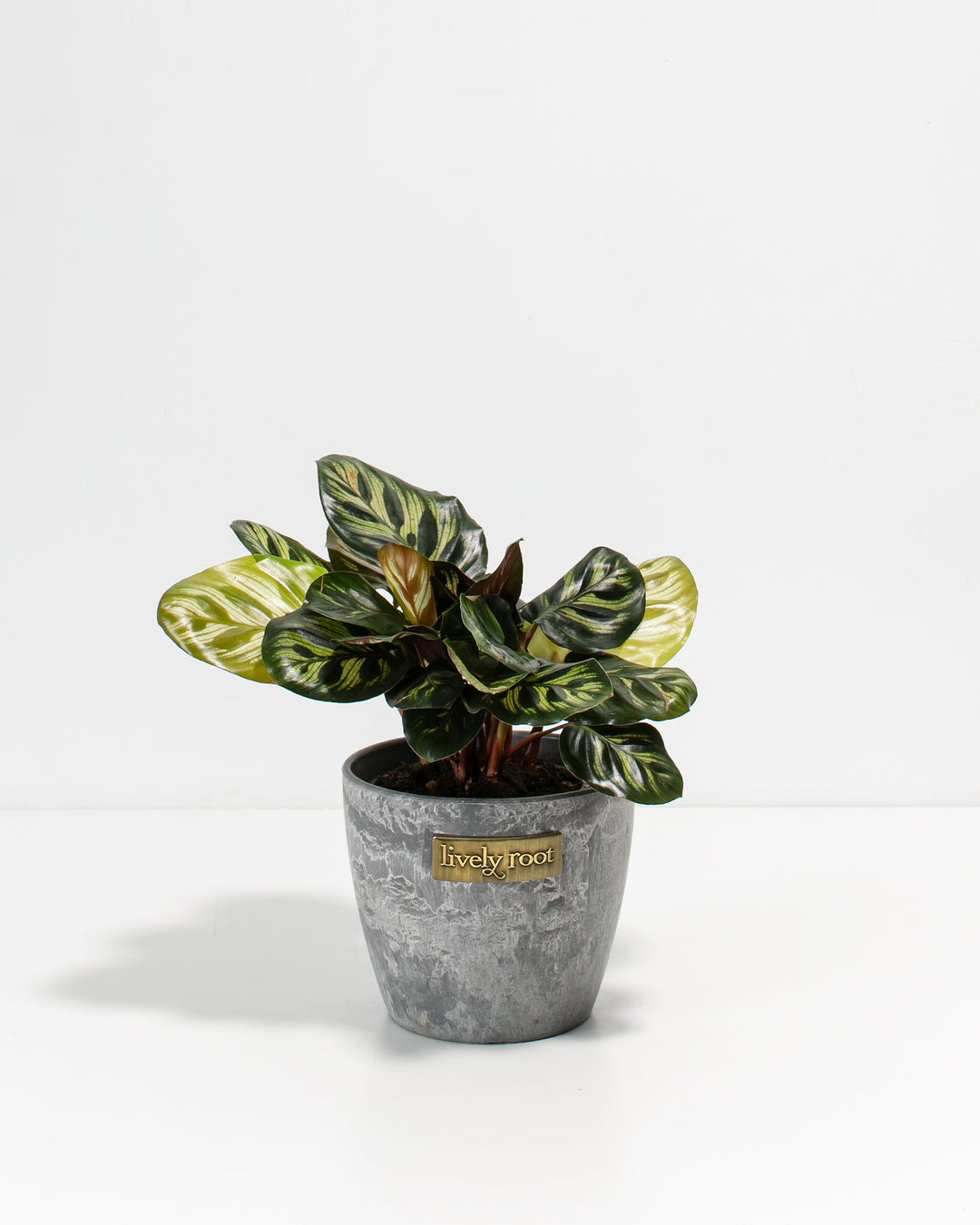 A small, 4-inch Peacock Plant (Calathea makoyana) displaying its uniquely patterned green and cream leaves with dark green, feather-like oval markings. The plant is potted in a textured grey planter featuring a small, rectangular gold "Lively Root" brand plate on the front, set against a solid white background.