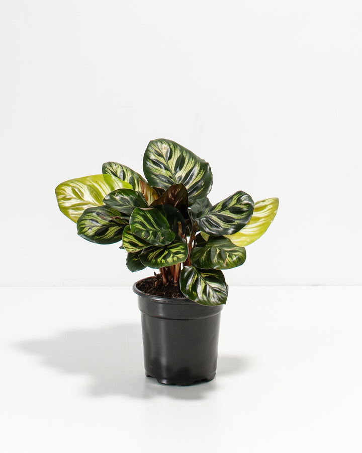 A potted Calathea Makoyana plant with variegated leaves featuring green patterns and silver highlights.