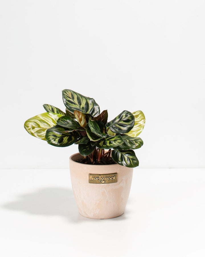 A small, 4-inch Peacock Plant (Calathea makoyana) displaying its uniquely patterned green and cream leaves with dark green, feather-like oval markings. The plant is potted in a textured, light beige or sand-colored ceramic planter featuring a small, rectangular gold "Lively Root" brand plate on the front, set against a solid white background.