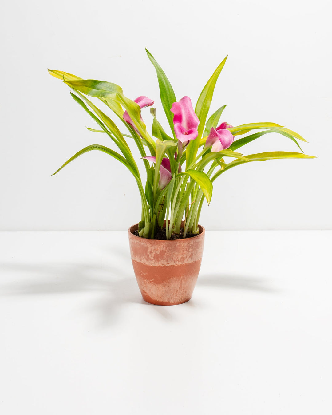 4-inch pink calla lily in terracotta chai ceramic pot with variegated yellow and green leaves and pink trumpet flowers; miniature blooming houseplant suitable for desks and windowsills.