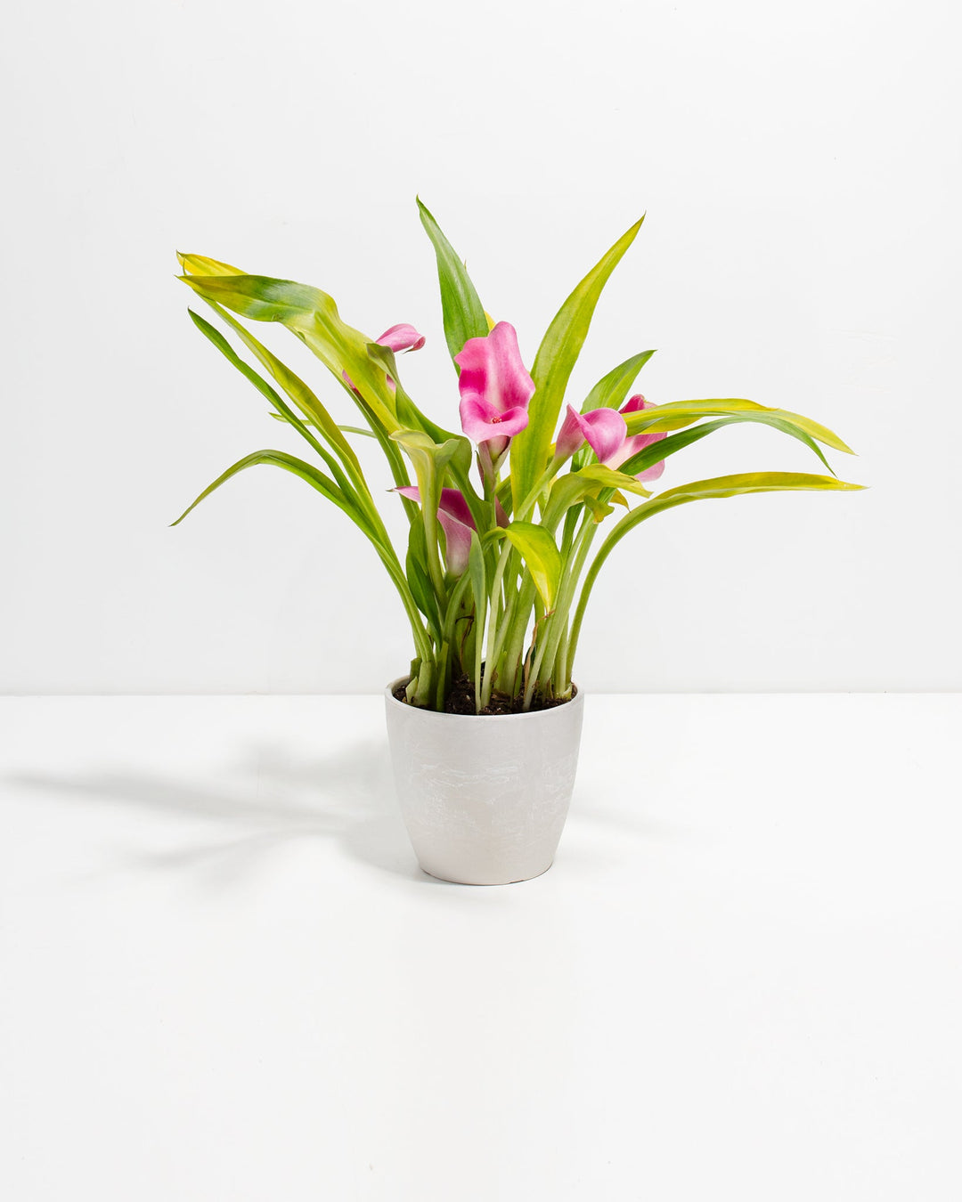 4-inch pink calla lily in white ceramic pot showing compact growth with pink trumpet-shaped blooms and green leaves; affordable small-size flowering houseplant for intimate indoor spaces.