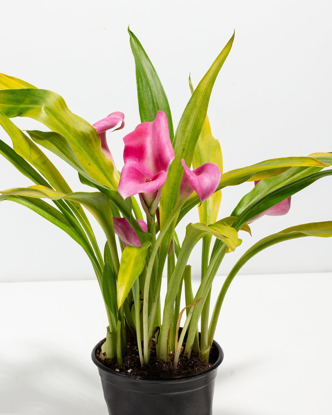 Close-up detail of pink calla lily trumpet-shaped flowers with variegated yellow-green foliage displaying the distinctive curved petal structure and vibrant pink coloration of this tropical bloom.