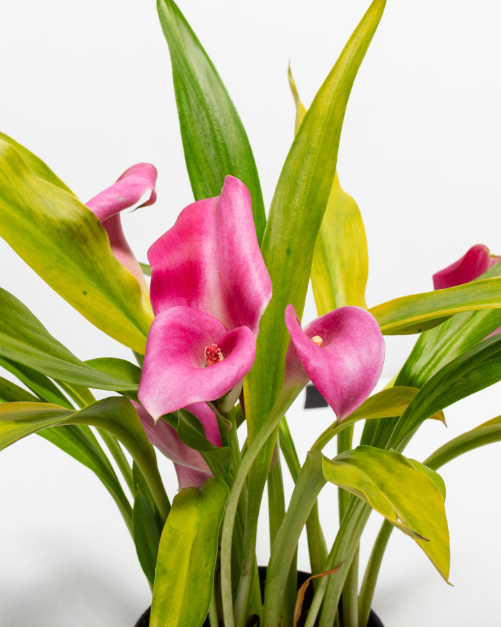 Macro detail of pink calla lily flowers with yellow-edged green leaves showcasing the elegant trumpet form and soft pink hue characteristic of this premium tropical flowering houseplant variety.
