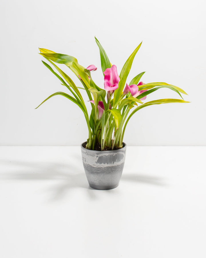 4-inch pink calla lily in grey ceramic pot featuring yellow-striped green foliage and delicate pink flowers; compact tropical flowering plant with variegated leaf coloration for tabletop arrangements.