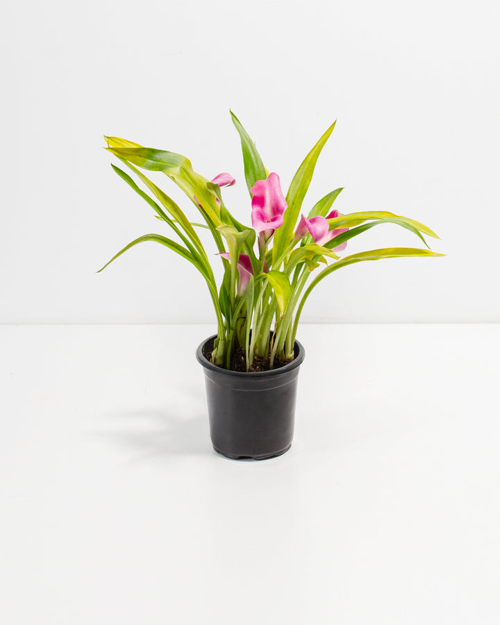 4-inch pink calla lily in black plastic grower pot displaying multiple pink flowers and lush green foliage; specimen-grade tropical flowering plant ready for re-potting or direct display.