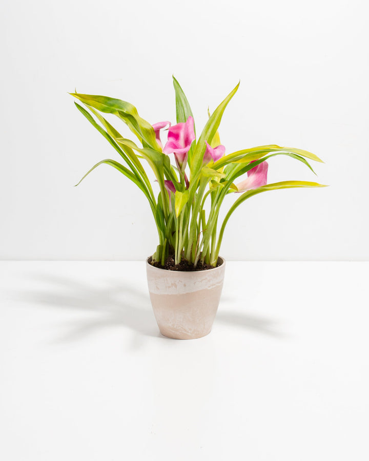 4-inch pink calla lily in cream macadamia ceramic pot displaying compact form with yellow-edged green foliage and pink flowers; starter-size tropical flowering plant for small spaces.