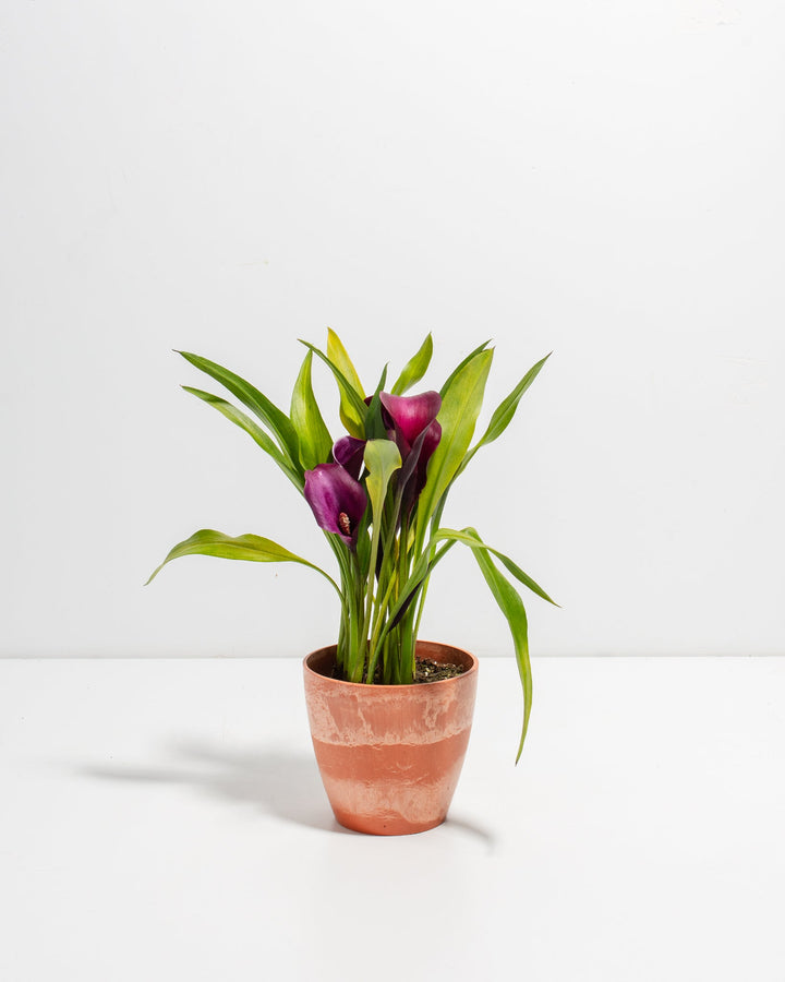 Purple Calla Lily