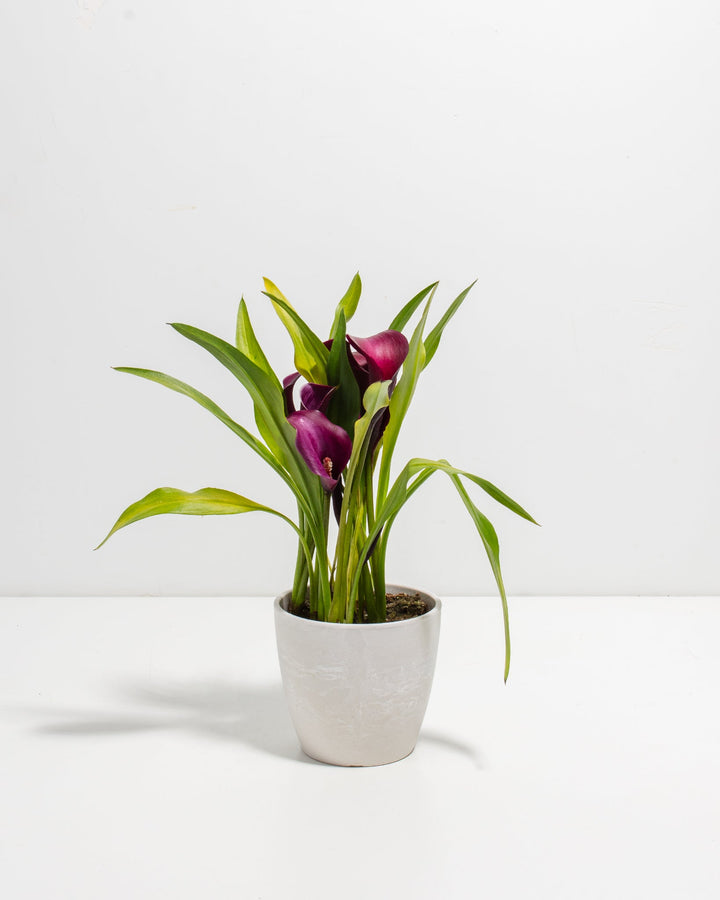 Purple Calla Lily