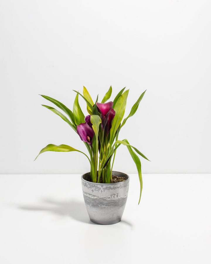 Purple Calla Lily