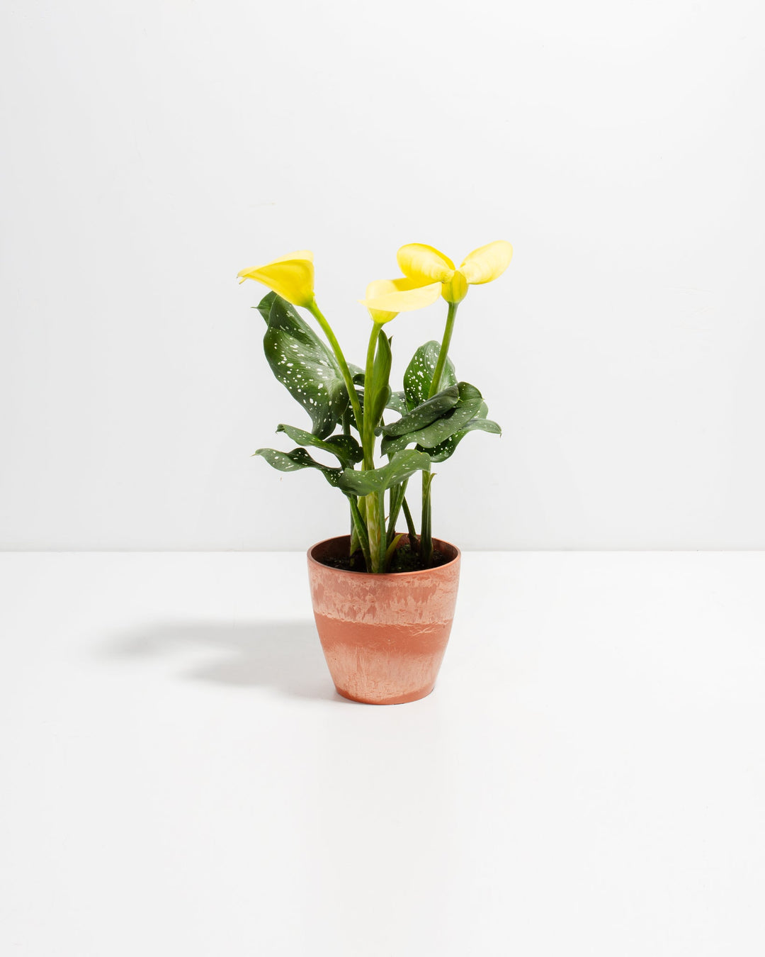 Yellow Calla Lily