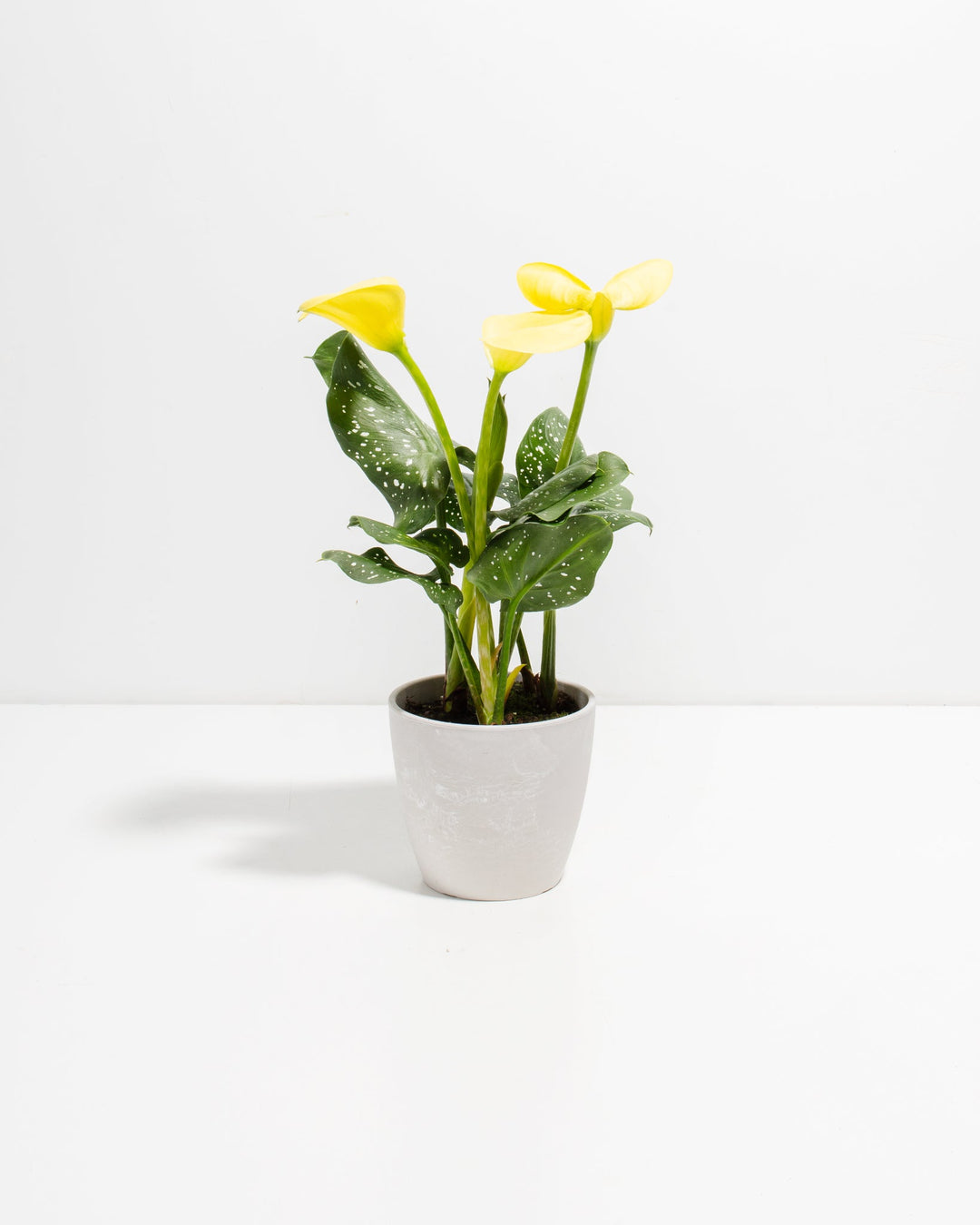 Yellow Calla Lily