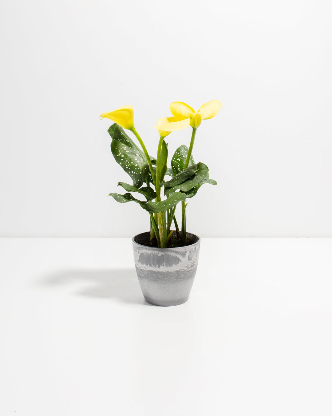 Yellow Calla Lily