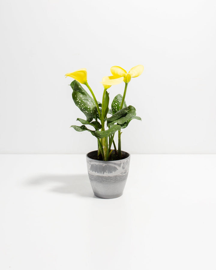 Yellow Calla Lily