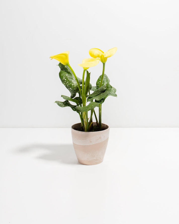 Yellow Calla Lily