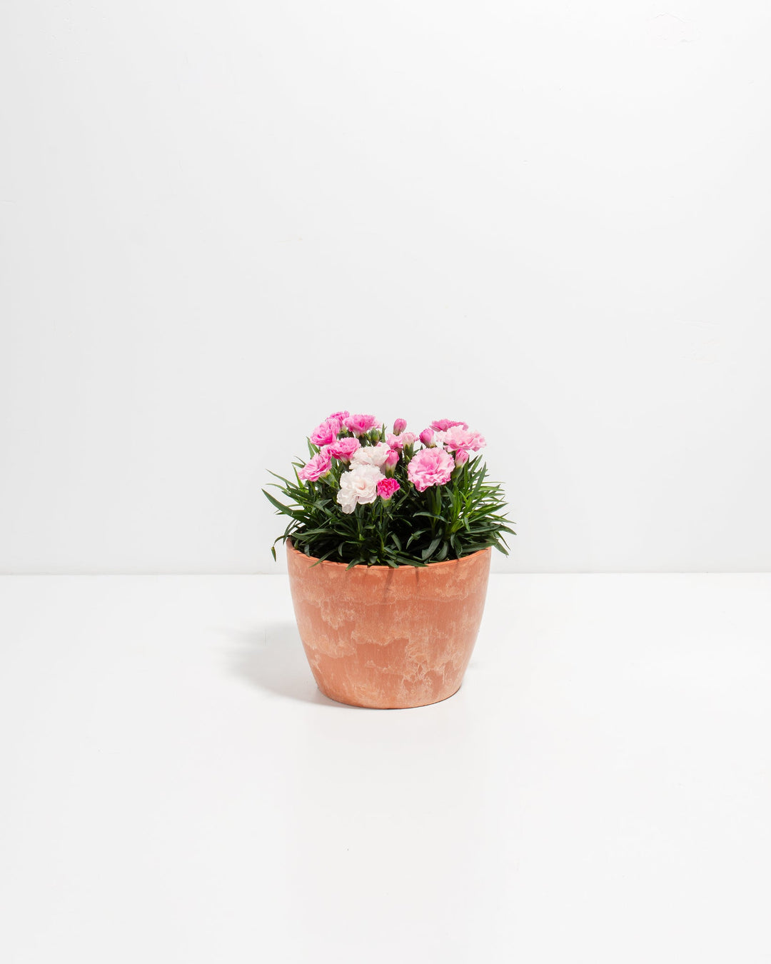 Pink & White Carnation