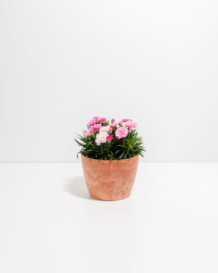 Pink & White Carnation