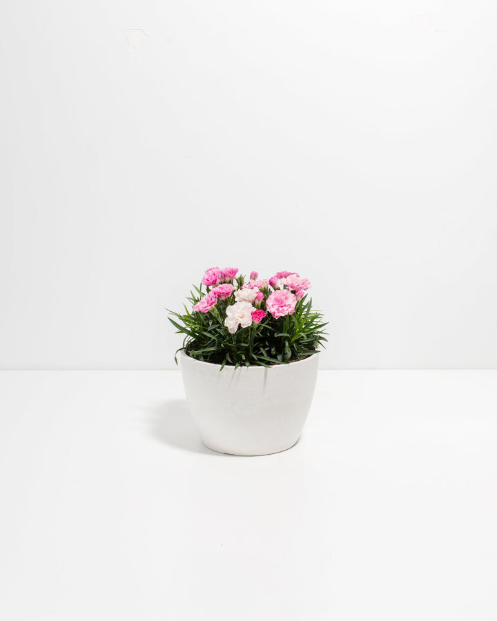 Pink & White Carnation