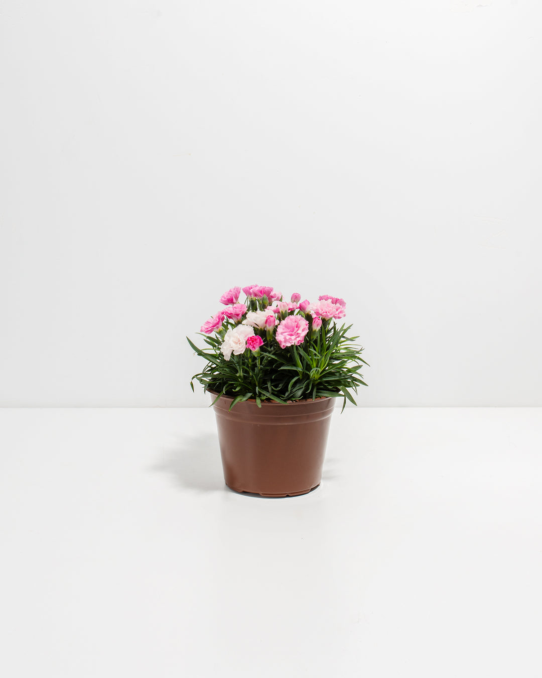 Pink & White Carnation
