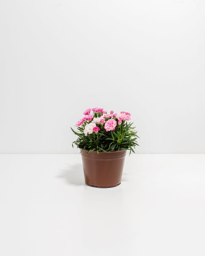 Pink & White Carnation