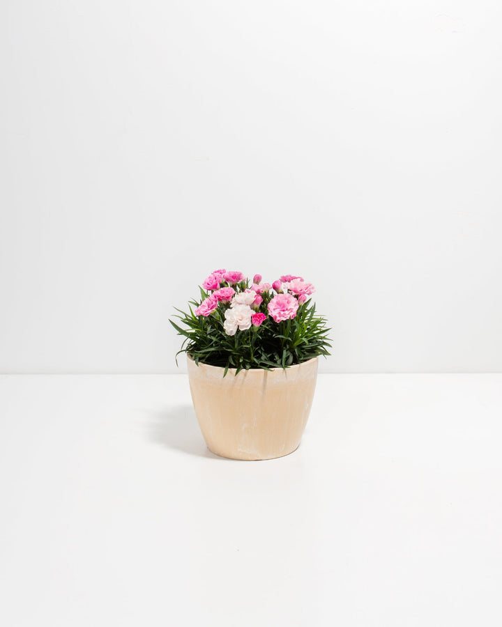 Pink & White Carnation