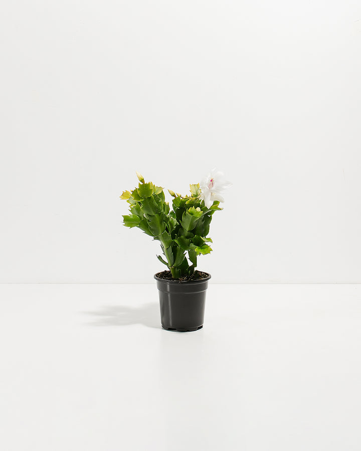 Professional nursery-propagated four-inch white Christmas cactus in black grower container ready for repotting or retail distribution. Rooted young plant specimen ideal for wholesale growers, plant retailers, and gardeners seeking healthy Christmas cactus propagations.