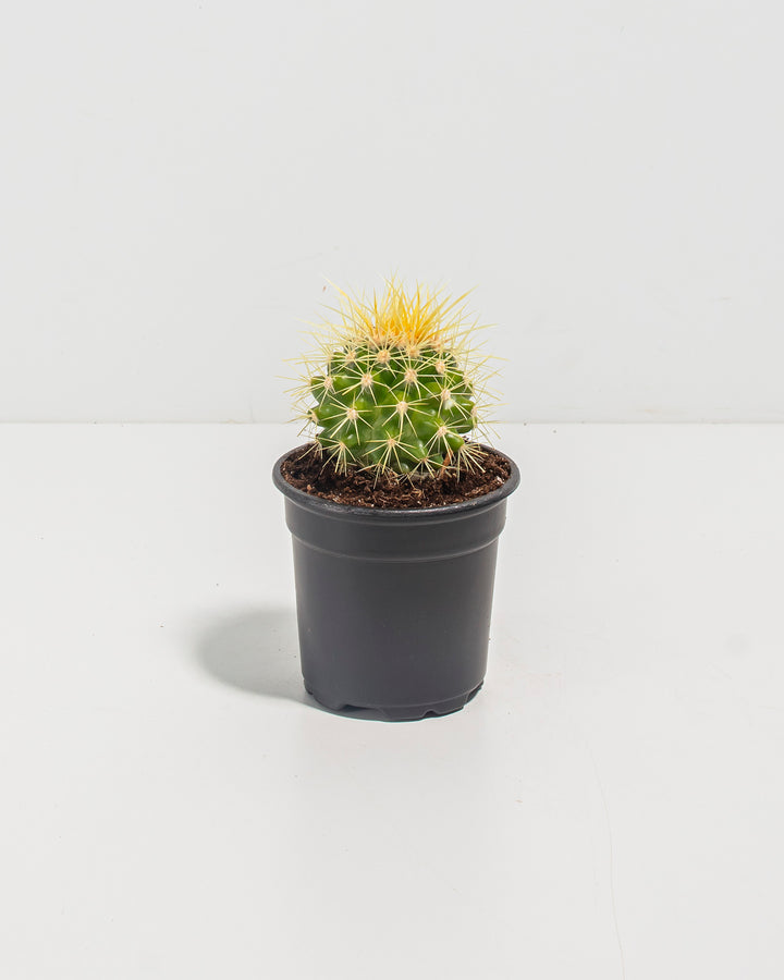 Golden Barrel Cactus