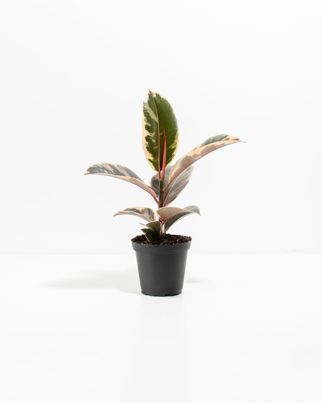 Tineke Rubber Tree Plant featuring an upright growth habit with thick, oval leaves displaying creamy-white, dark green, and pinkish-red variegation, housed in a black plastic grower pot, centered against a clean white background.