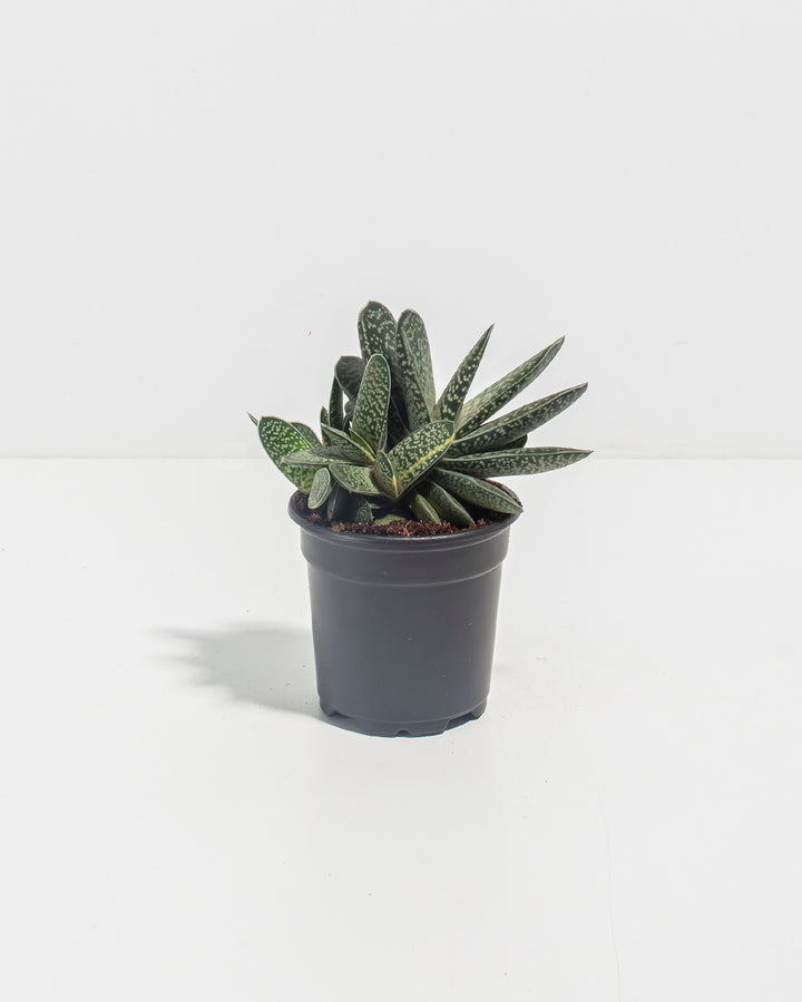 Ox Tongue Succulent