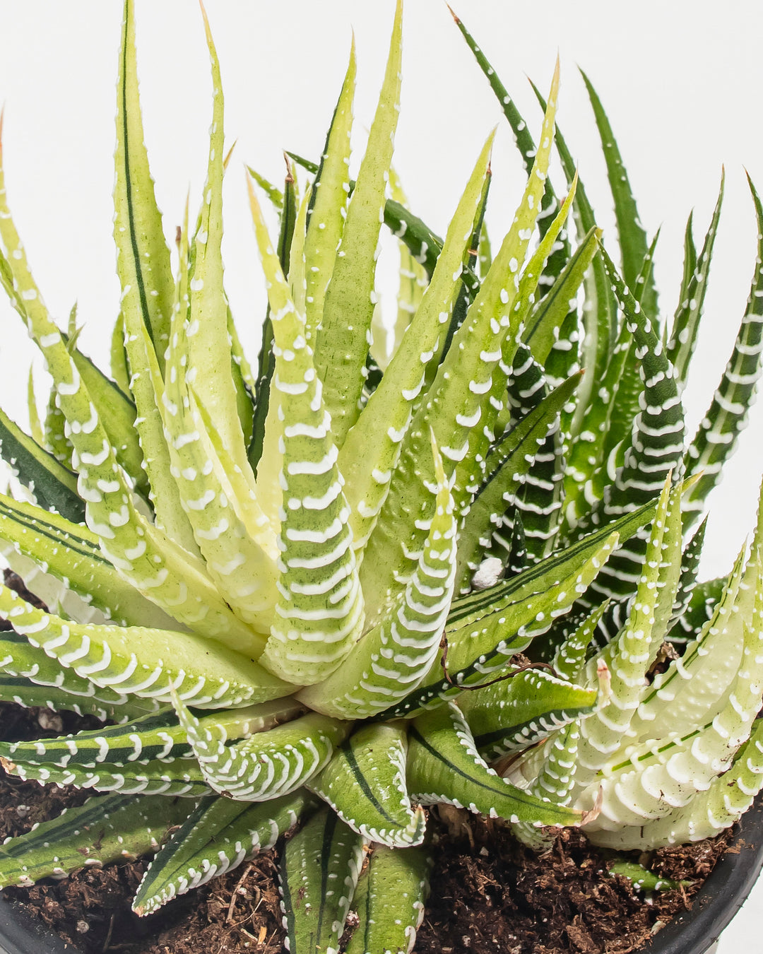 Macro close-up of Haworthia Fasciata Variegata leaves revealing precise white striping pattern across dark green succulent foliage; botanical detail highlighting the geometric white-banded leaf structure characteristic of this variegated zebra haworthia variety.