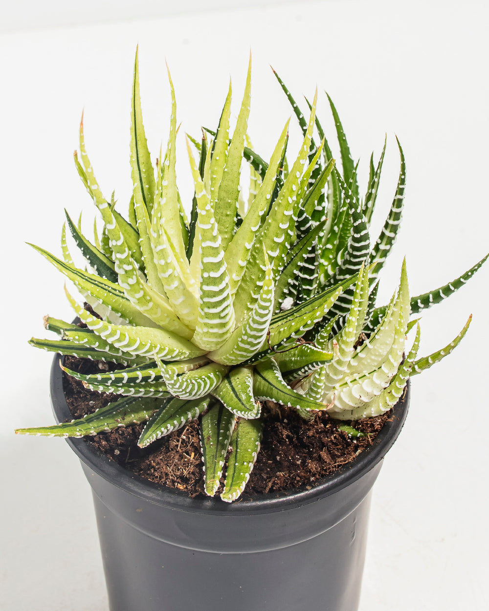 Ultra-detailed overhead view of Variegated Zebra Haworthia rosette showing intricate white banding pattern radiating across each green leaf blade; premium foliage detail of this geometric striped succulent displaying architectural leaf structure and variegation.