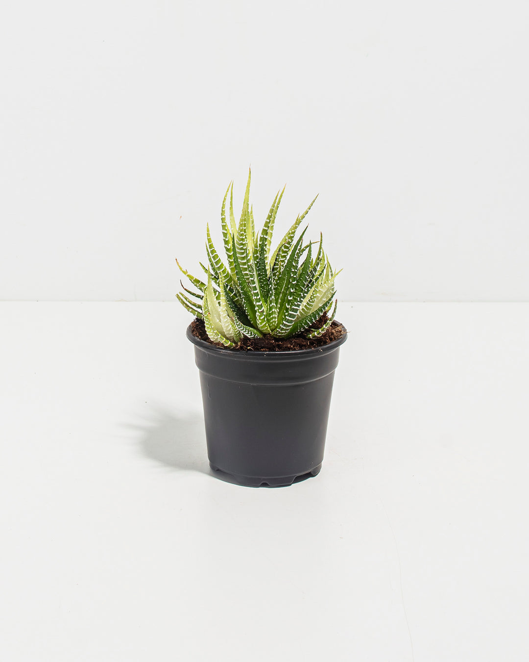 4-inch Haworthia Fasciata Variegata in black plastic nursery grower pot displaying full compact rosette form with distinctive white-striped green pointed leaves; specimen-grade variegated succulent ready for potting or direct plant collection display.
