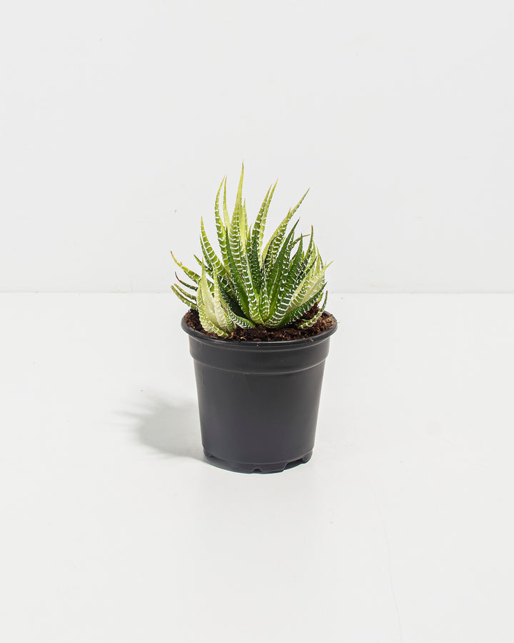 4-inch Haworthia Fasciata Variegata in black plastic nursery grower pot displaying full compact rosette form with distinctive white-striped green pointed leaves; specimen-grade variegated succulent ready for potting or direct plant collection display.