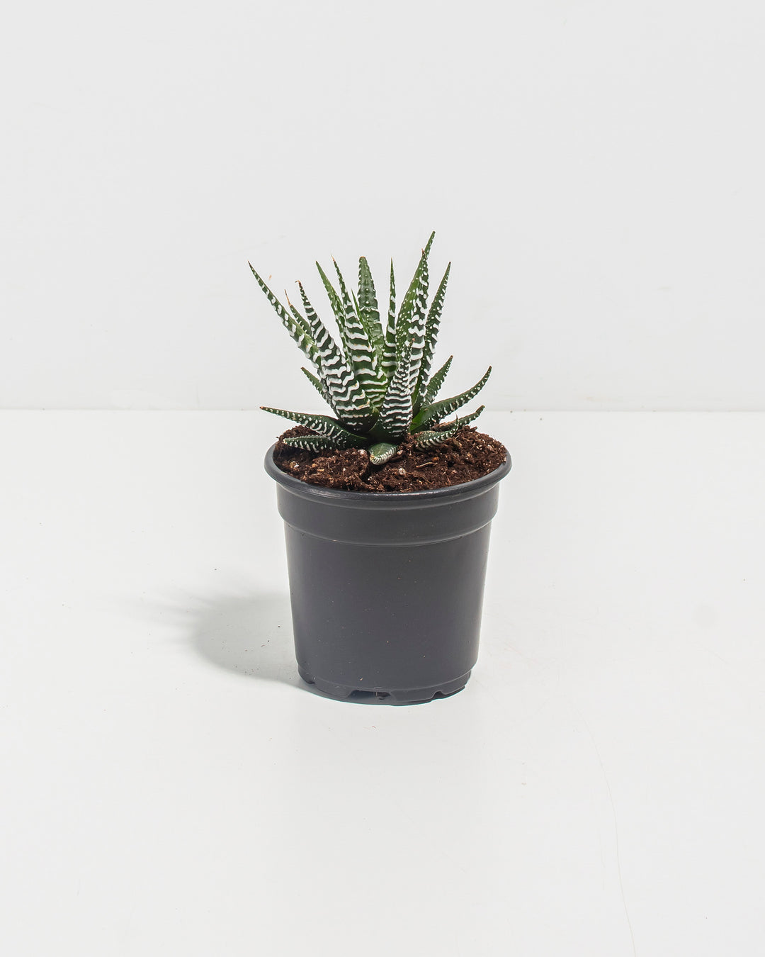 Zebra Haworthia Succulent