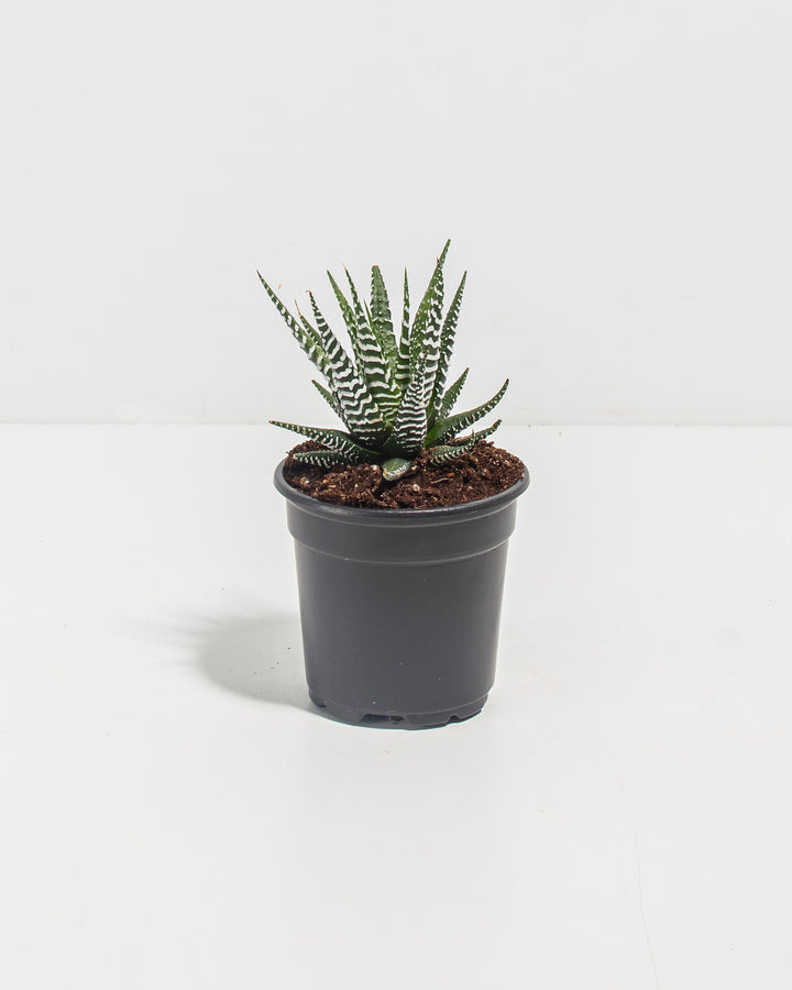 Zebra Haworthia Succulent