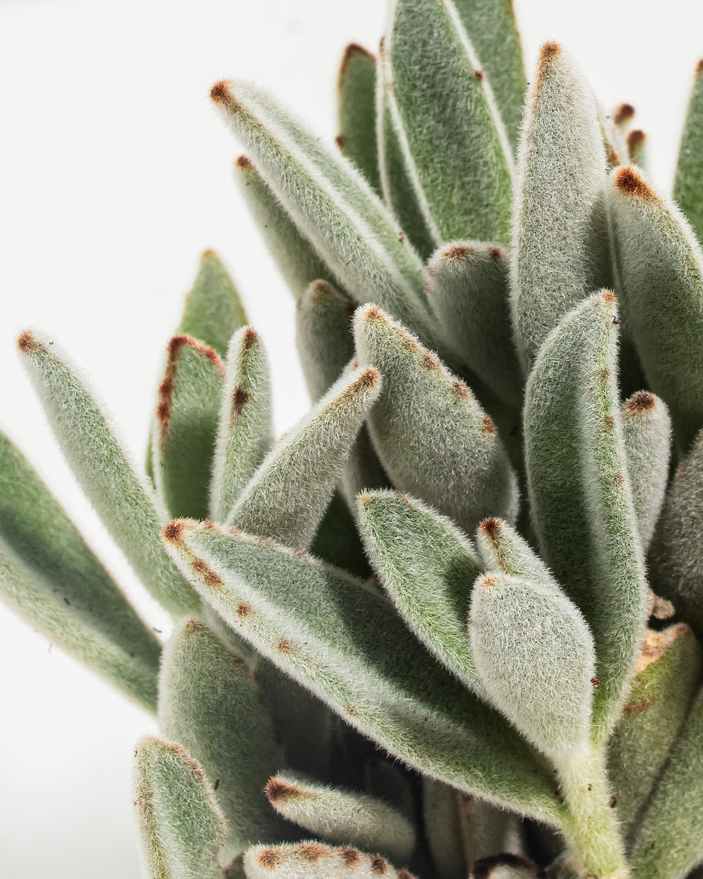 Panda Plant