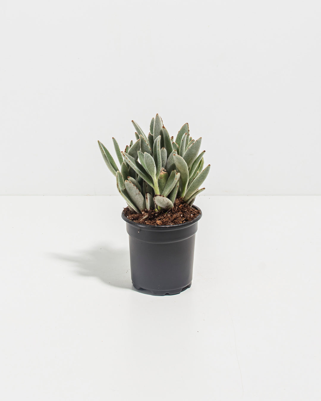 Panda Plant