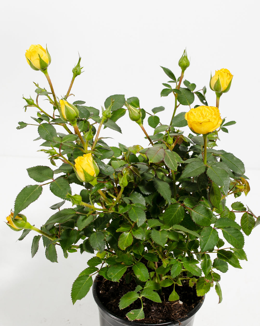 Miniature Rose yellow variety detail, sunny yellow miniature rose blooms with unopened buds and healthy green compound leaves, macro photography