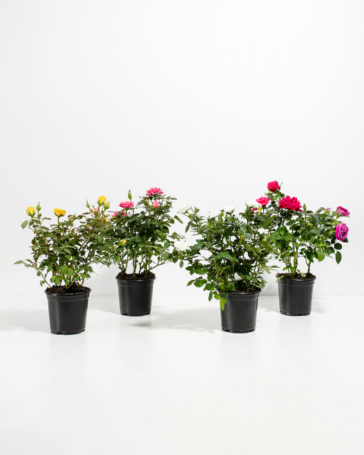 Miniature Rose 4 pack in black nursery pots, grower collection of compact dwarf roses with multiple color varieties ready for repotting