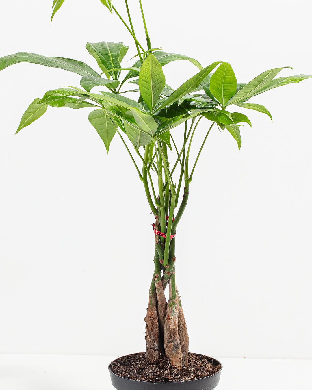 Money Tree Plant with braided trunk and vibrant green leaves in a black grower pot against a white background.