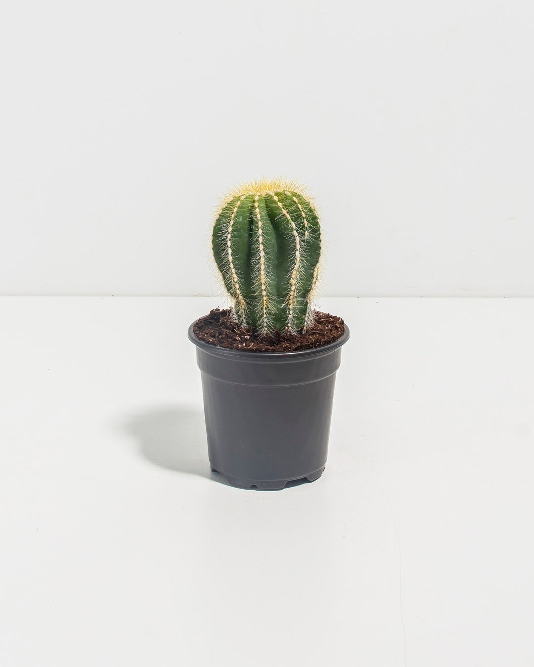 Parodia Cactus
