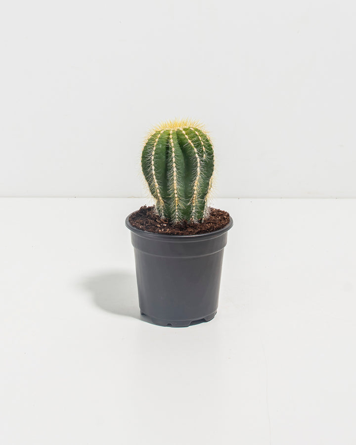 Parodia Cactus