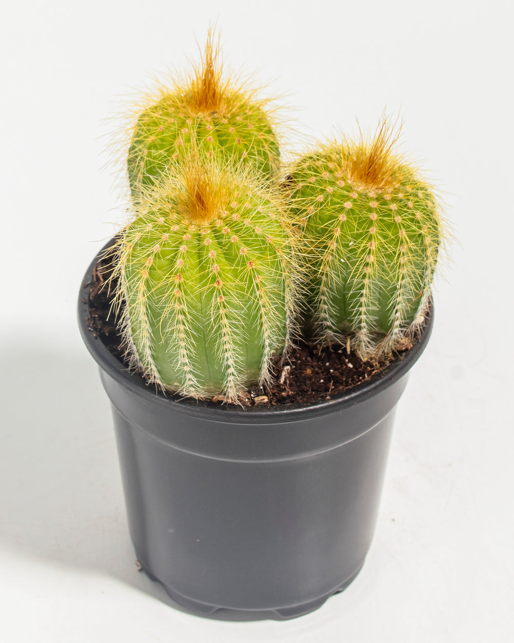 Parodia Cactus - Bunch